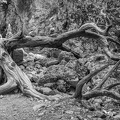 DSC 1646-Modifier